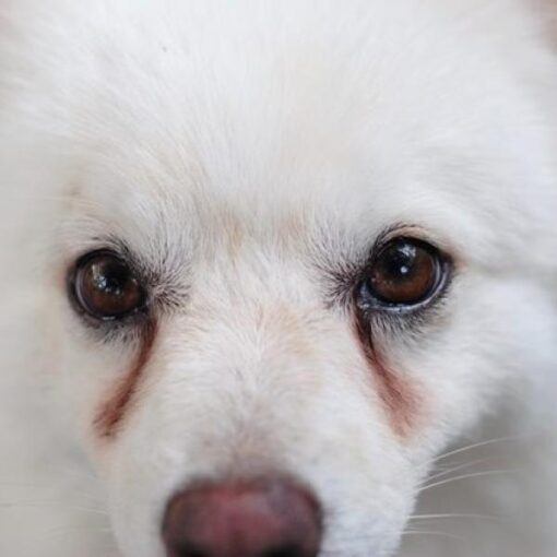 Cepillo facial para perros, cepillo de terapia de seda para zonas delicadas y difíciles de alcanzar - Imagen 3