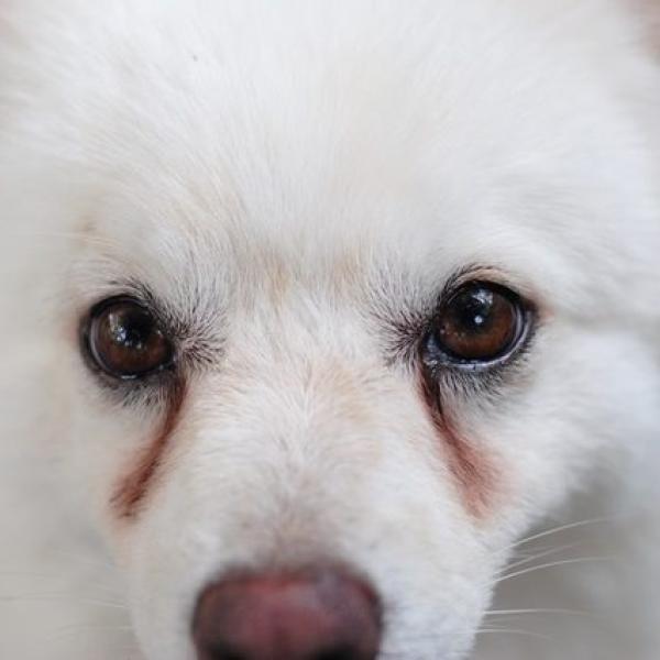 Cepillo facial para perros, cepillo de terapia de seda para zonas delicadas y difíciles de alcanzar - Imagen 3