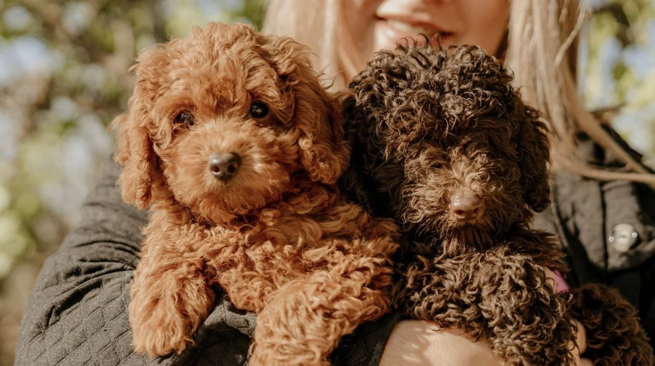 Set de Cuidado de Poodle color rojo, café, brown o bronce - Imagen 4