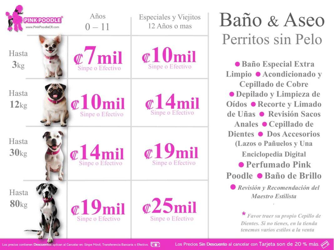 Perro de terapia y cuidado en estética para perros pequeños, con servicios de baño, corte de uñas, limpieza de oídos y más en Pink Poodle Costa Rica.