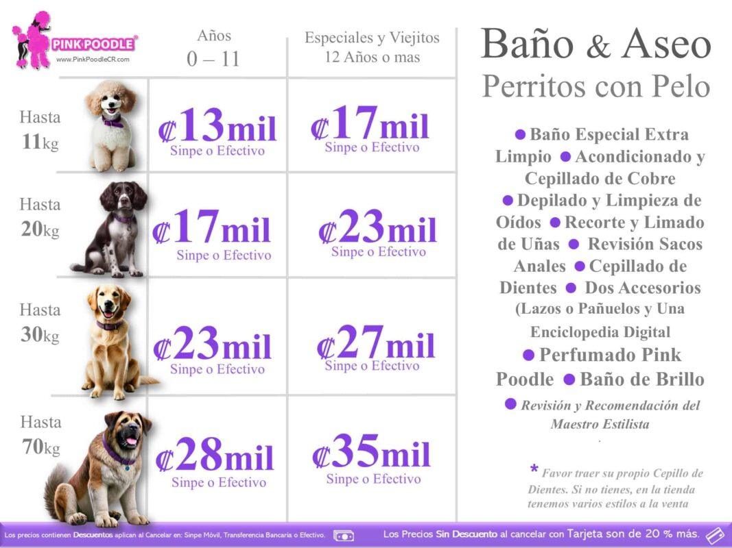 Perrito poodle en cuidados de baño y peluquería en Pink Poodle, servicio especializado en perros con pelo, incluyendo corte, limpieza, reparación de uñas y más.