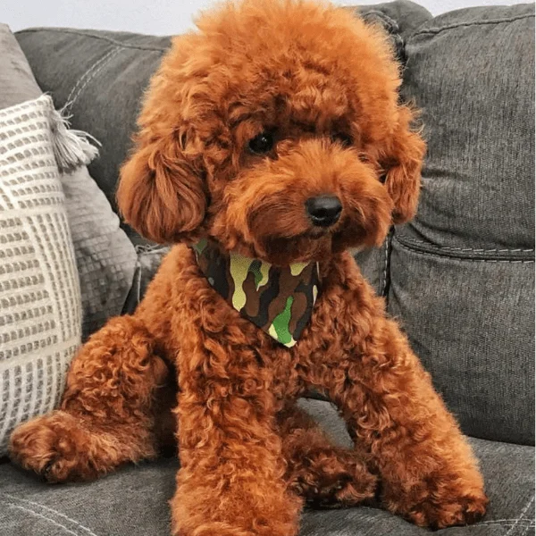 Set de Cuidado de Poodle color rojo, café, brown o bronce - Imagen 5