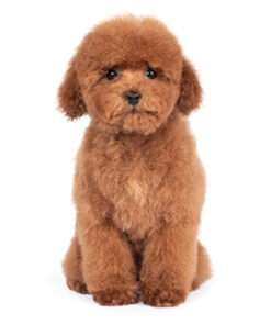 Alternative view of Set de Cuidado de Poodle color rojo, café, brown o bronce