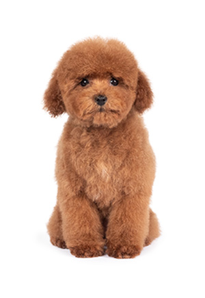 Set de Cuidado de Poodle color rojo, café, brown o bronce - Imagen 2