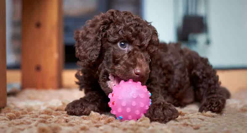 Set de Cuidado de Poodle color rojo, café, brown o bronce - Imagen 3
