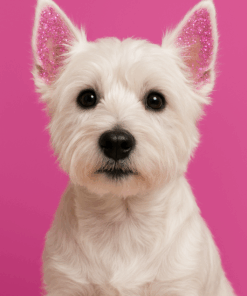 Alternative view of Gel de Escarcha Fantasia para Mascotas (copia)