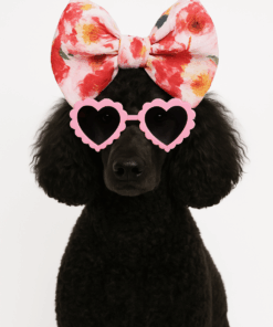 Cojunto Lazos y anteojos de sol Mascotas Fashion