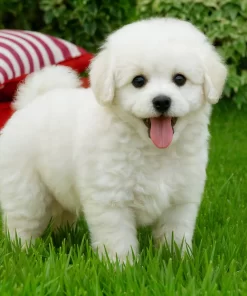 Alternative view of Set de Cuidado de Poodle Blancos