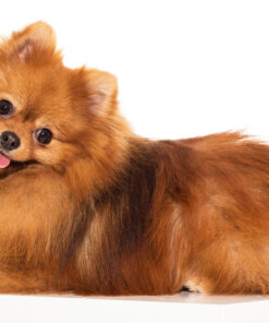 Alternative view of Set de Cuidado de Pomeraniam