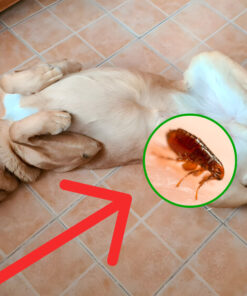 Alternative view of Set de Cuidado contra Pulgas