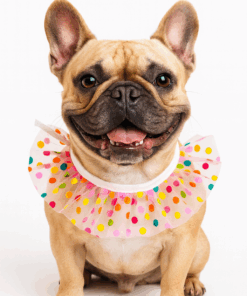 Accesorio Mascotas Babero Pañuelos gatos y perros collar fiesta encaje Bolitas