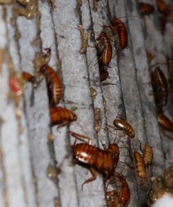 Alternative view of Fumigación Completa Premium